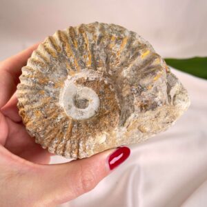 Ammonit Fossil i hånd på hvid baggrund