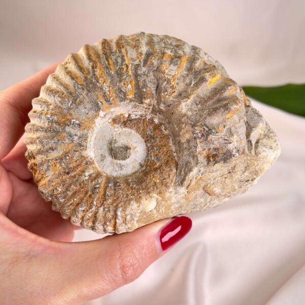 Ammonit Fossil i hånd på hvid baggrund