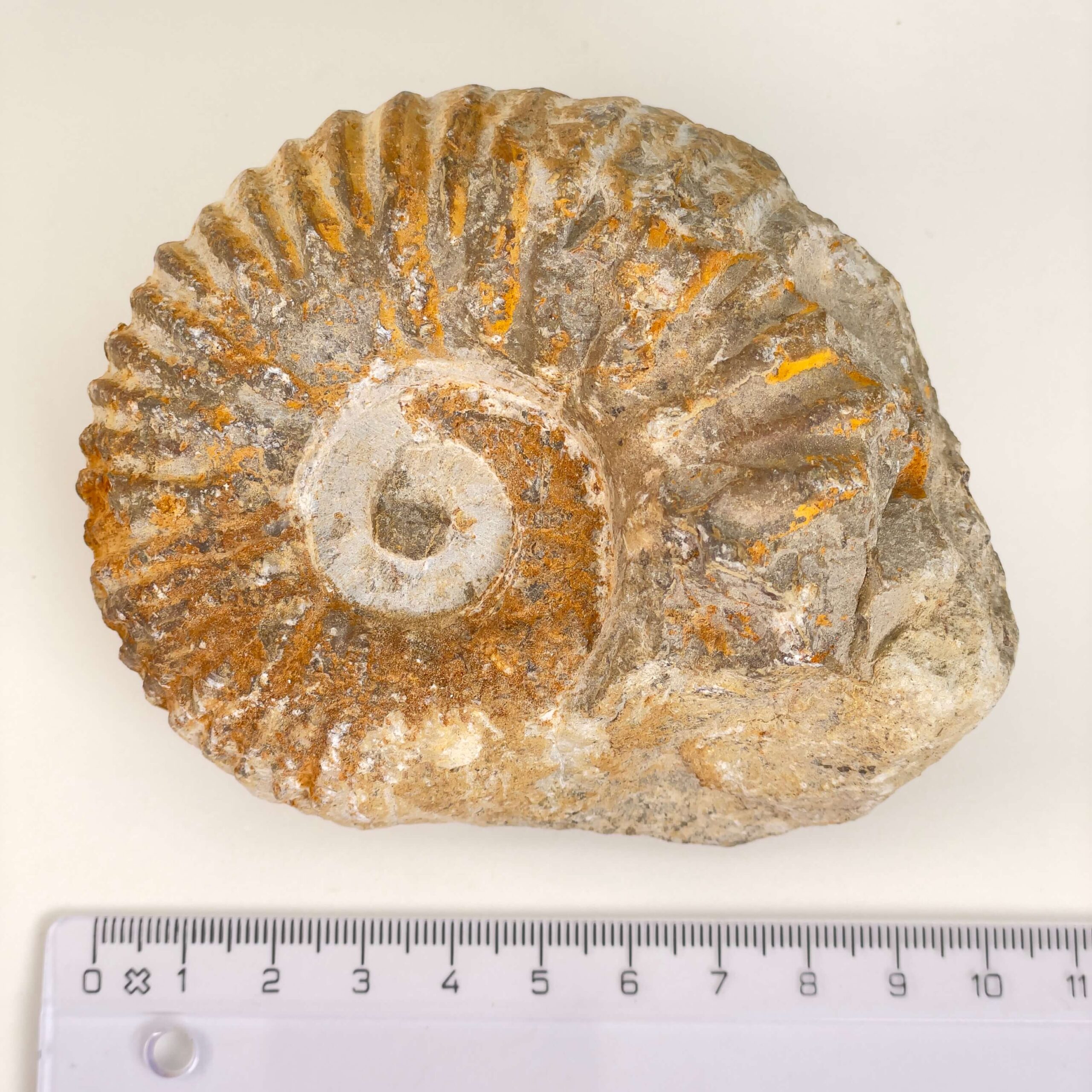 Ammonit Fossil med lineal på hvid baggrund