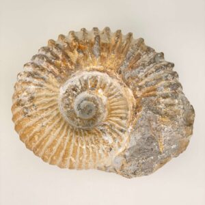 Ammonit Fossil på hvid baggrund