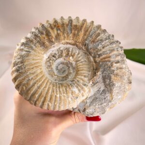 Ammonit Fossil i hånd på hvid baggrund