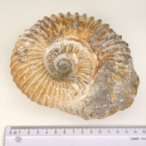 Ammonit Fossil med lineal på hvid baggrund
