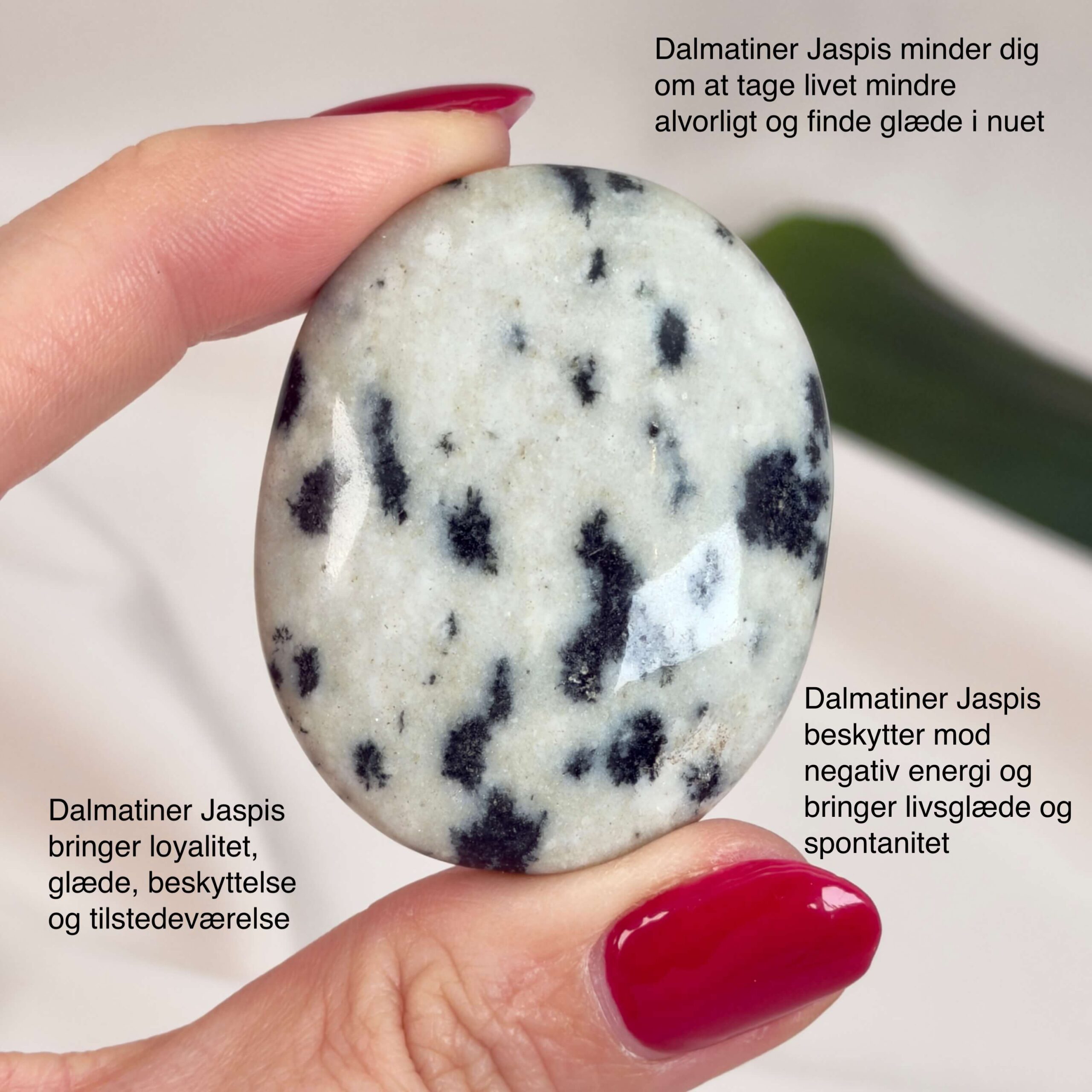 Dalmatiner Jaspis Håndsten Krystal Sten i hånd på hvid baggrund med tags