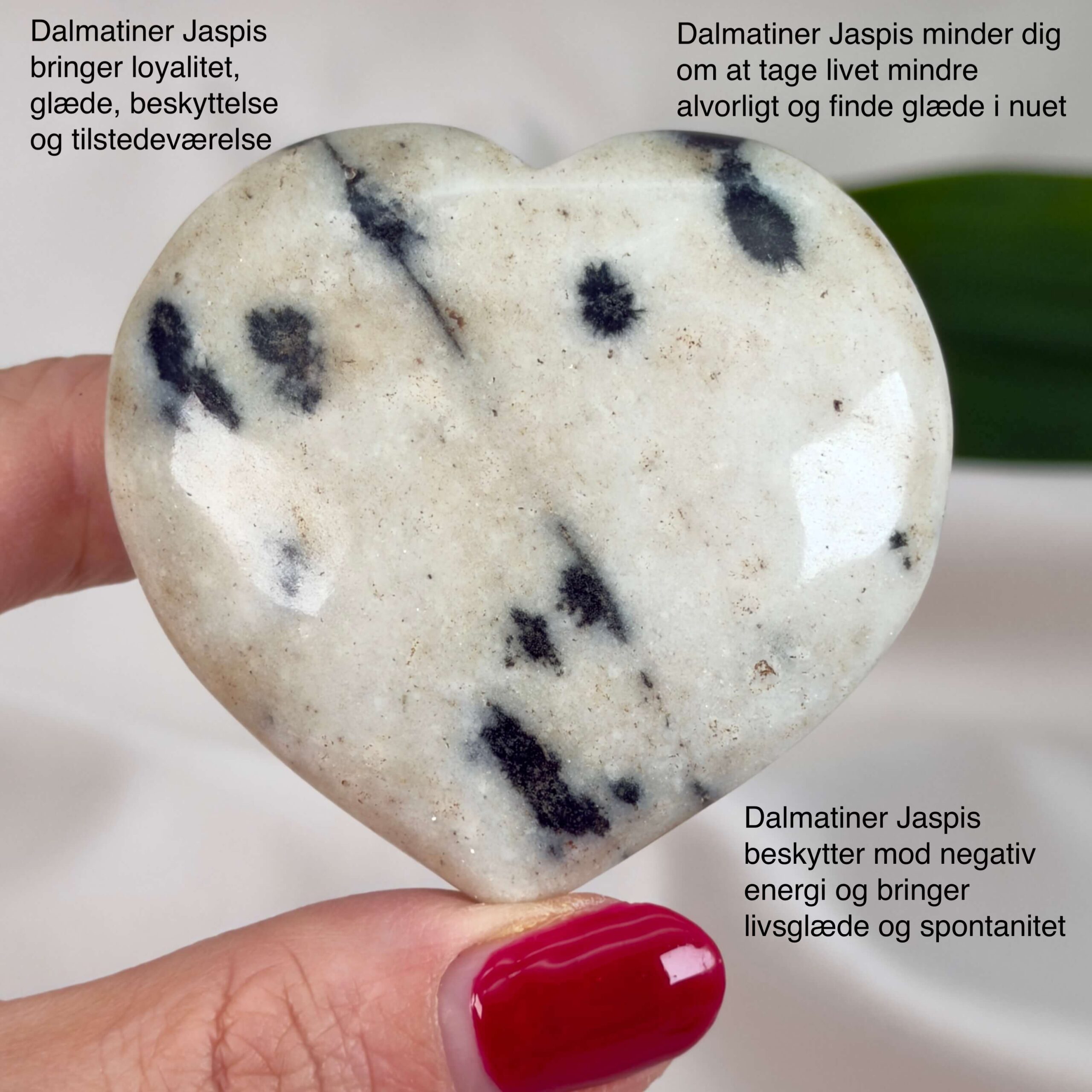 Dalmatiner Jaspis Hjerte Krystal Sten i hånd på hvid baggrund med tags