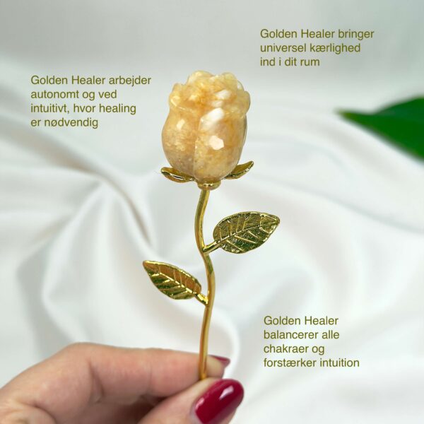 Golden Healer Rose med guldfarvet stilk i hånd på hvid baggrund med tags