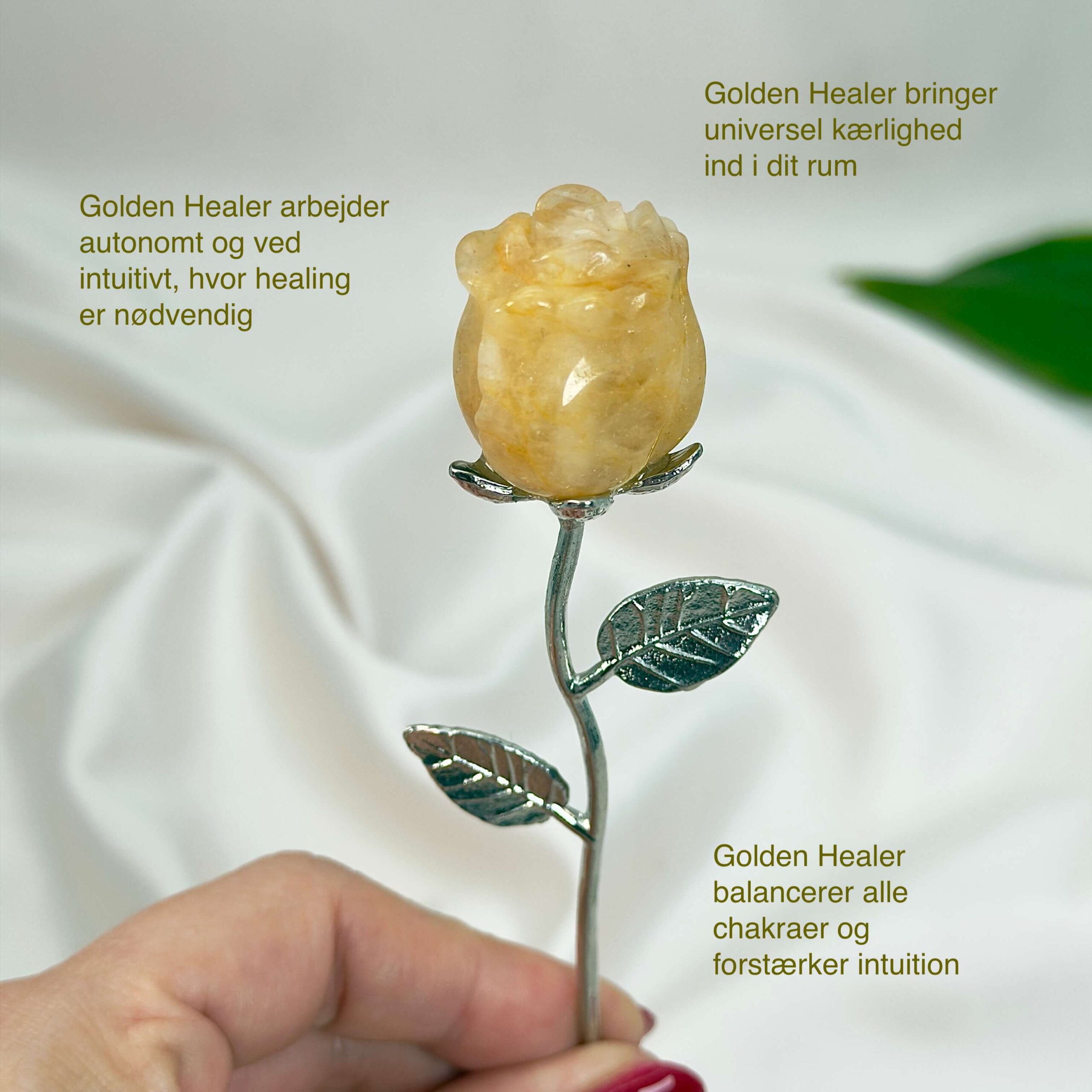 Golden Healer Rose med sølvfarvet stilk i hånd på hvid baggrund med tags