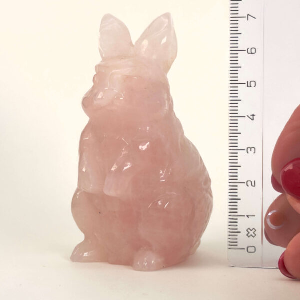 Rosakvarts Kanin krystal sten med lineal på hvid baggrund