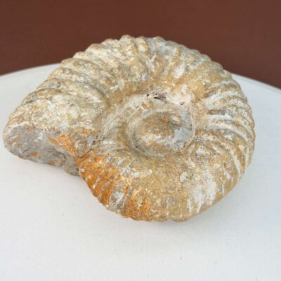 Ammonit Fossil med spiralform og naturlig stenstruktur