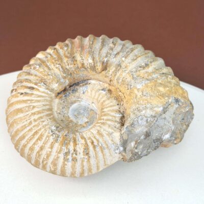Ammonit Fossil i rå sten med tydelig spiral