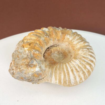 Ammonit Fossil med detaljeret spiral og naturlige variationer