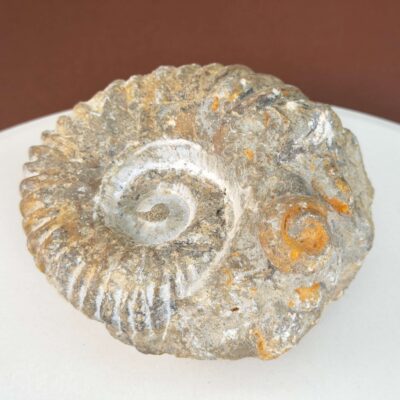 Ammonit Fossil med karakteristisk form og rå overflade