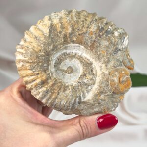 Ammonit Fossil med karakteristisk form og rå overflade