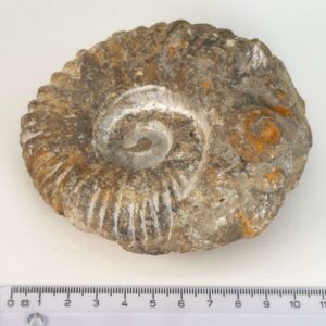 Ammonit Fossil med karakteristisk form og rå overflade