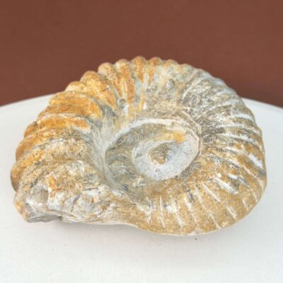 Ammonit Fossil i sten med tydelig spiralstruktur