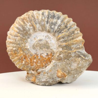 Ammonit Fossil med tydelig spiral og naturlig stenstruktur