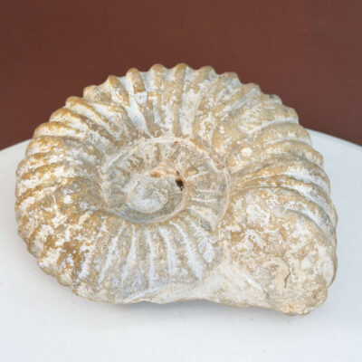 Ammonit Fossil i rå sten med karakteristisk spiralform