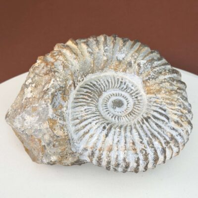 Ammonit Fossil med tydelig spiral og naturlig stenstruktur