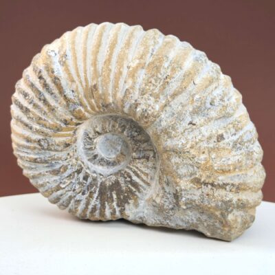 Ammonit Fossil i rå sten med karakteristisk spiralform