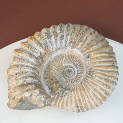 Ammonit Fossil med detaljeret spiral og naturlige variationer
