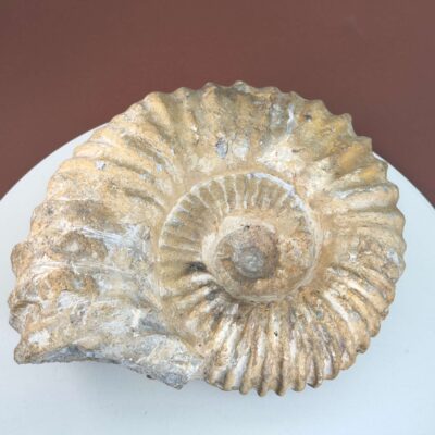 Ammonit Fossil med spiralstruktur og rå overflade