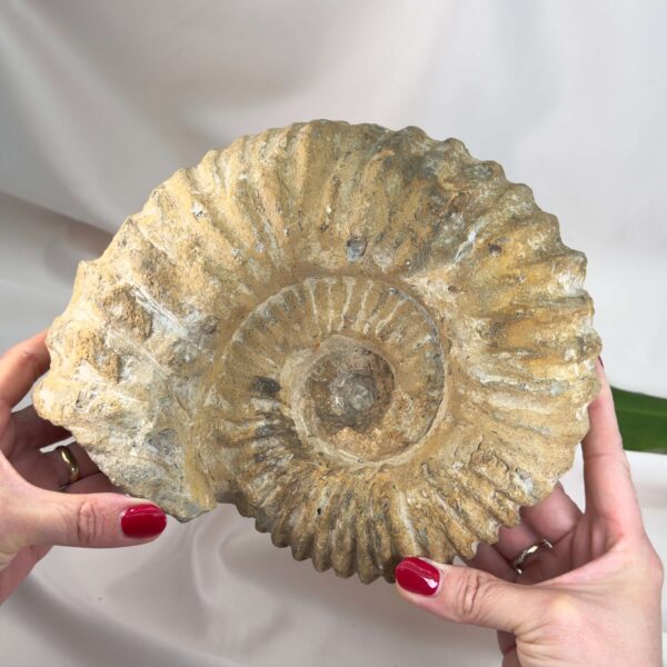 Ammonit Fossil med spiralstruktur og rå overflade