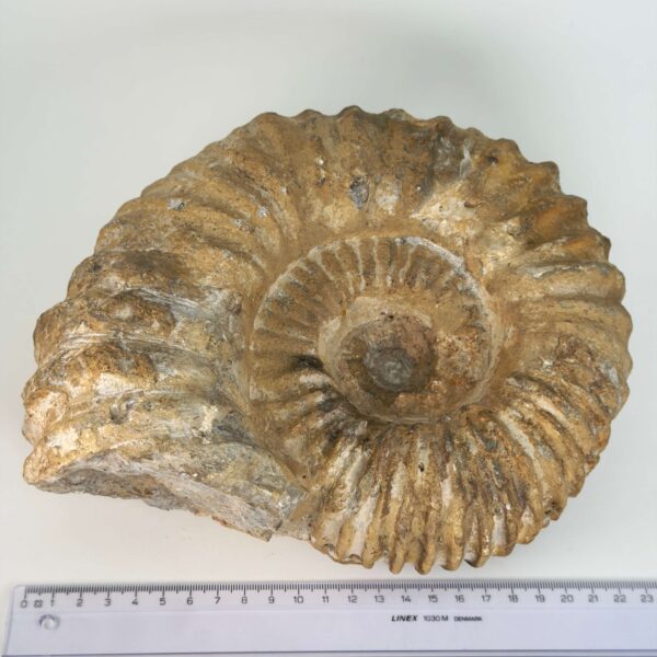 Ammonit Fossil med spiralstruktur og rå overflade