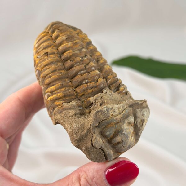 Trilobit Fossil med tydeligt segmenteret mønster i naturlig sten