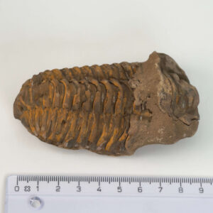 Trilobit Fossil med tydeligt segmenteret mønster i naturlig sten