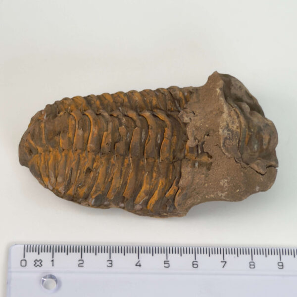 Trilobit Fossil med tydeligt segmenteret mønster i naturlig sten