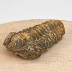 Trilobit Fossil i rå sten med detaljeret struktur og form