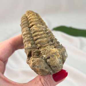 Trilobit Fossil i rå sten med detaljeret struktur og form