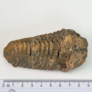 Trilobit Fossil i rå sten med detaljeret struktur og form