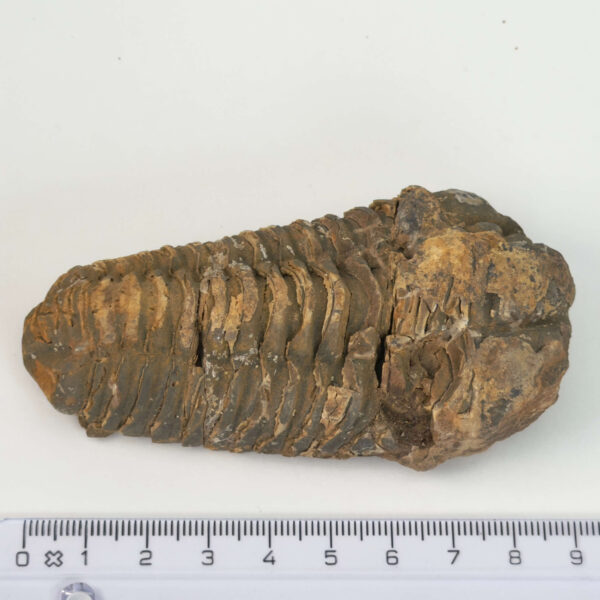 Trilobit Fossil i rå sten med detaljeret struktur og form