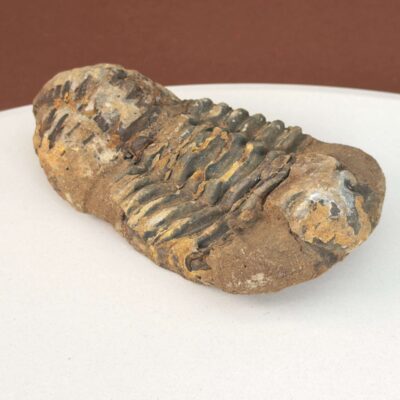 Trilobit Fossil med naturlige variationer og karakteristisk udseende