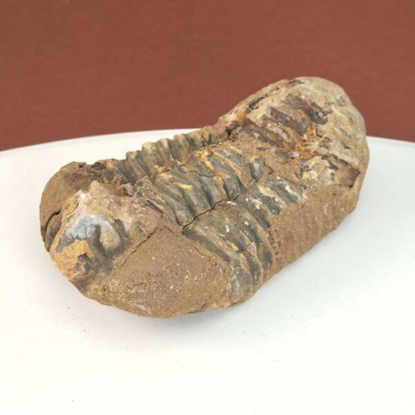 Trilobit Fossil med naturlige variationer og karakteristisk udseende