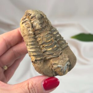 Trilobit Fossil med naturlige variationer og karakteristisk udseende
