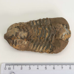 Trilobit Fossil med naturlige variationer og karakteristisk udseende