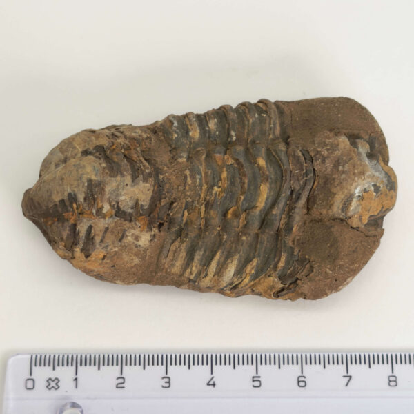 Trilobit Fossil med naturlige variationer og karakteristisk udseende