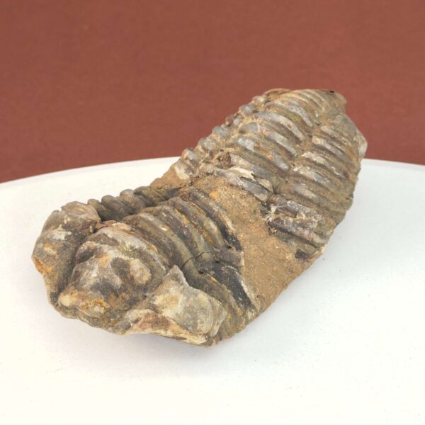 Trilobit Fossil i sten med tydelige segmenter og fossilstruktur