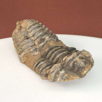 Trilobit Fossil i sten med tydelige segmenter og fossilstruktur