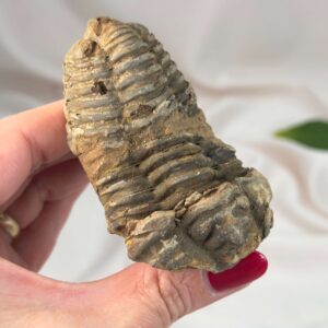 Trilobit Fossil i sten med tydelige segmenter og fossilstruktur