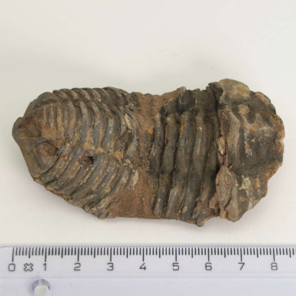 Trilobit Fossil i sten med tydelige segmenter og fossilstruktur