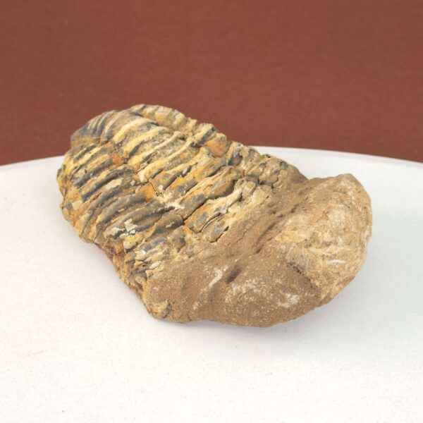 Trilobit Fossil med detaljeret mønster og naturlig overflade