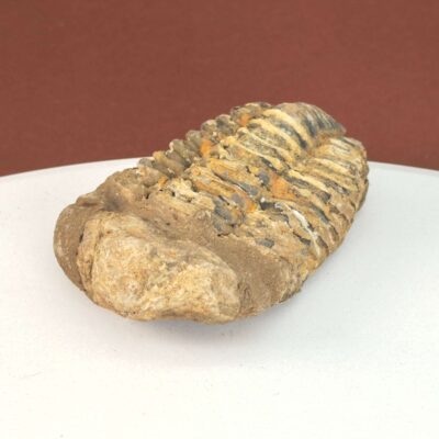 Trilobit Fossil med detaljeret mønster og naturlig overflade