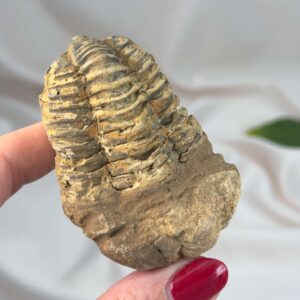 Trilobit Fossil med detaljeret mønster og naturlig overflade