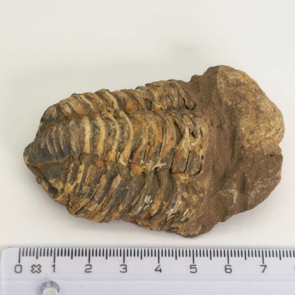 Trilobit Fossil med detaljeret mønster og naturlig overflade