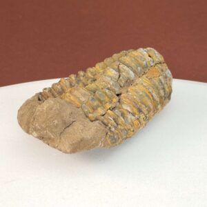 Trilobit Fossil med tydelige segmenter og naturlig stenstruktur