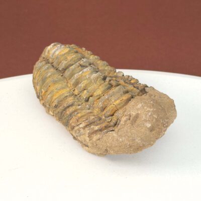 Trilobit Fossil med tydelige segmenter og naturlig stenstruktur