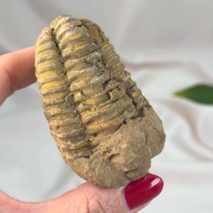 Trilobit Fossil med tydelige segmenter og naturlig stenstruktur