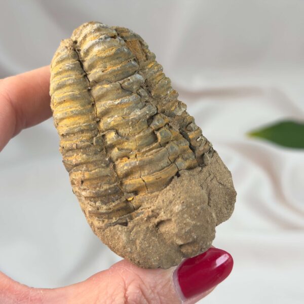 Trilobit Fossil med tydelige segmenter og naturlig stenstruktur